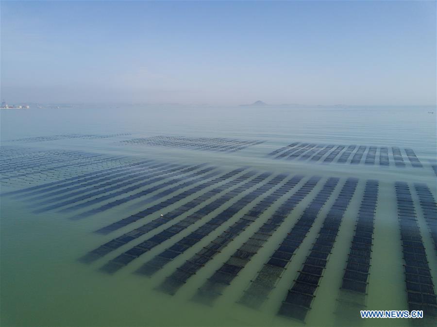 CHINA-FUJIAN-SEAWEED-HARVEST(CN) 