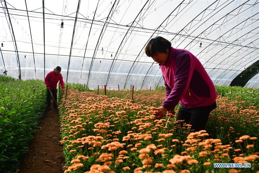 CHINA-HENAN-FLOWER PLANTING-INCOME RAISE (CN)