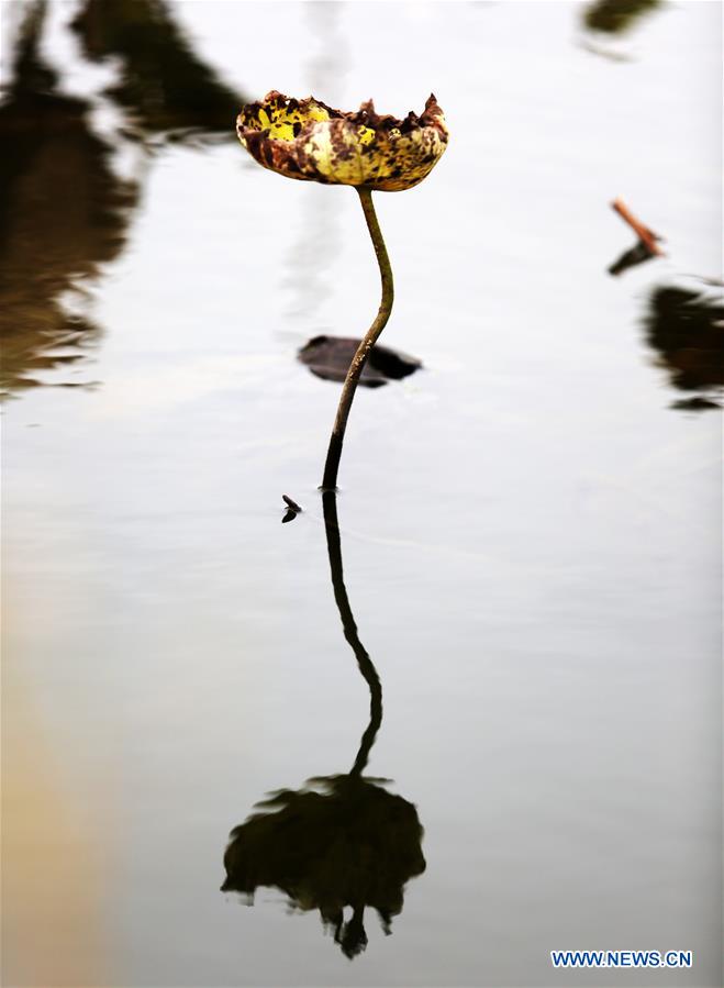 #CHINA-SHANDONG-WITHERED LOTUS (CN)