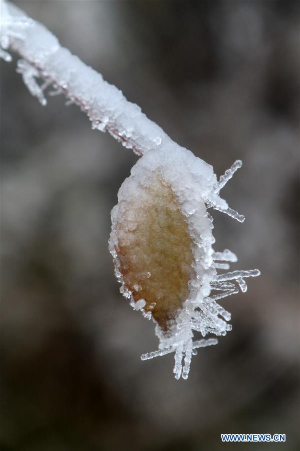 #CHINA-HUNAN-XIANGXI-SNOW-PLANTS (CN)