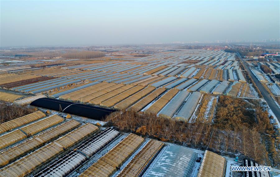 CHINA-HEBEI-VEGETABLES (CN)