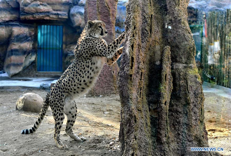 CHINA-HENAN-CHEETAH