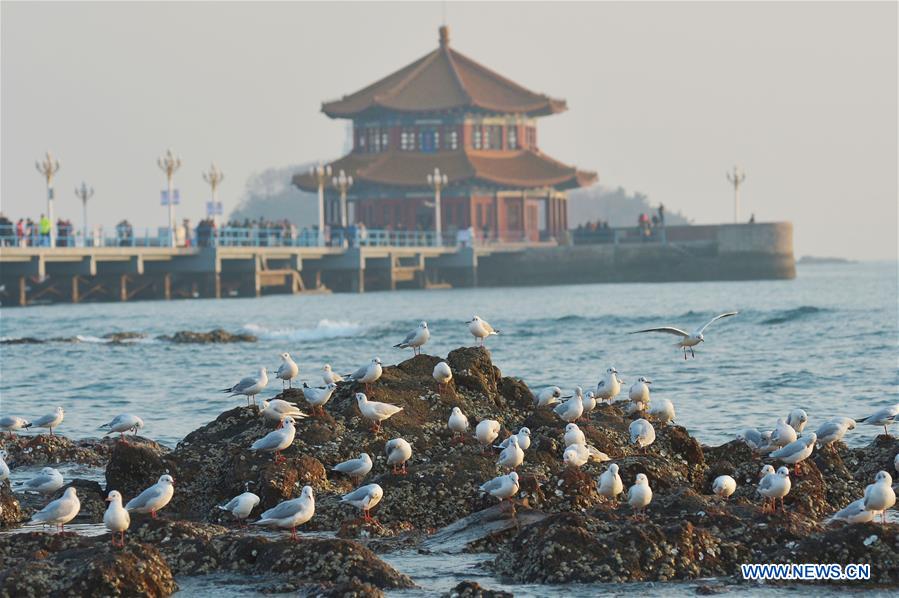 #CHINA-SHANDONG-QINGDAO-SEAGULLS (CN)