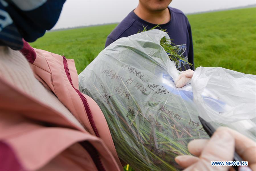 CHINA-HUNAN-DONGTING LAKE-ENVIROMENT PROTECTION