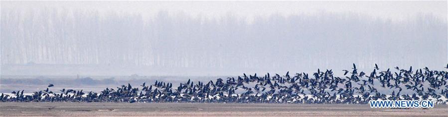 CHINA-HENAN-YELLOW RIVER-MIGRANT BIRDS (CN)