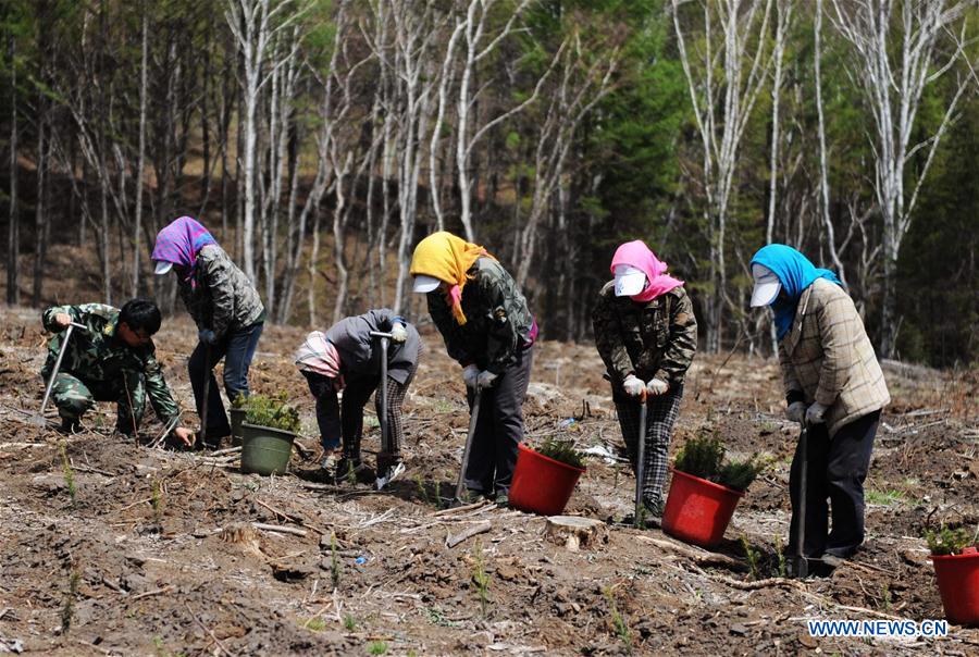 CHINA-ENVIRONMENT-DESERT CONTROL-AFFORESTATION (CN)