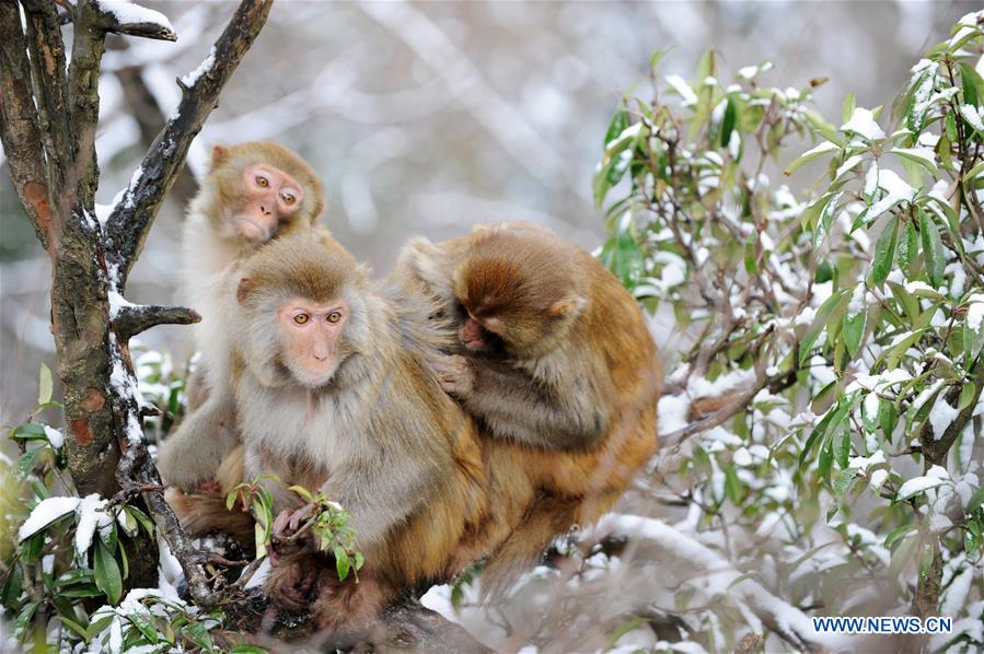 #CHINA-GUIZHOU-GUIYANG-SNOW-MONKEY (CN)