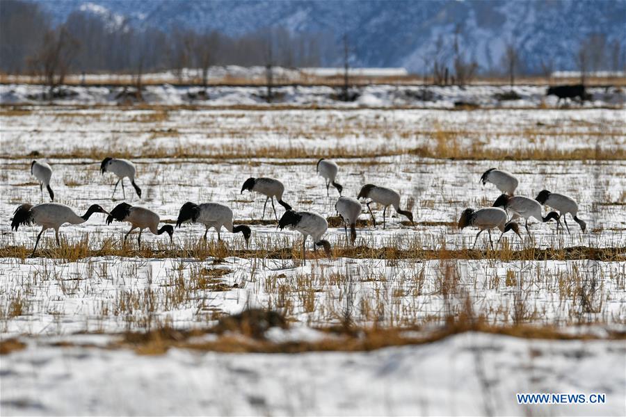 CHINA-LHASA-BLACK-NECKED CRANES (CN)