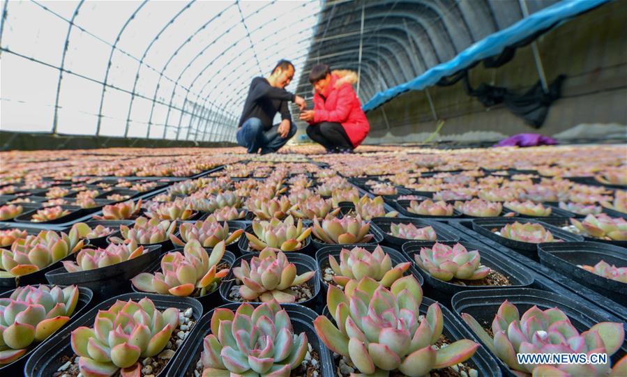 CHINA-HEBEI-SHIJIAZHUANG-SUCCULENT PLANTS-FARMING (CN)