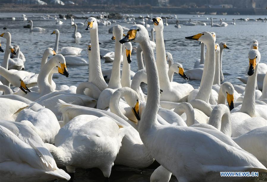 CHINA-SHANDONG-RONGCHENG-WINTER-SWAN (CN)