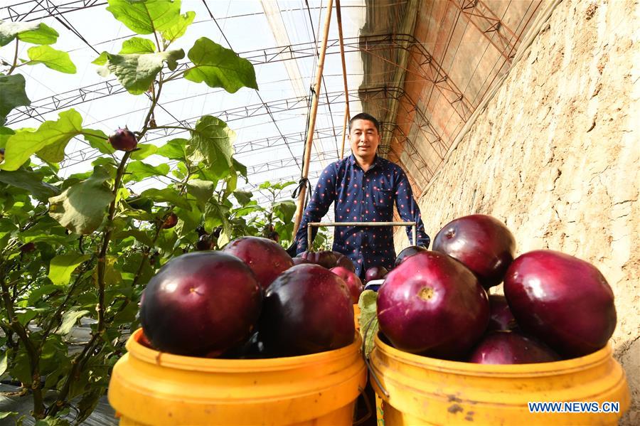 CHINA-HEBEI-LAOTING-VEGETABLES (CN)