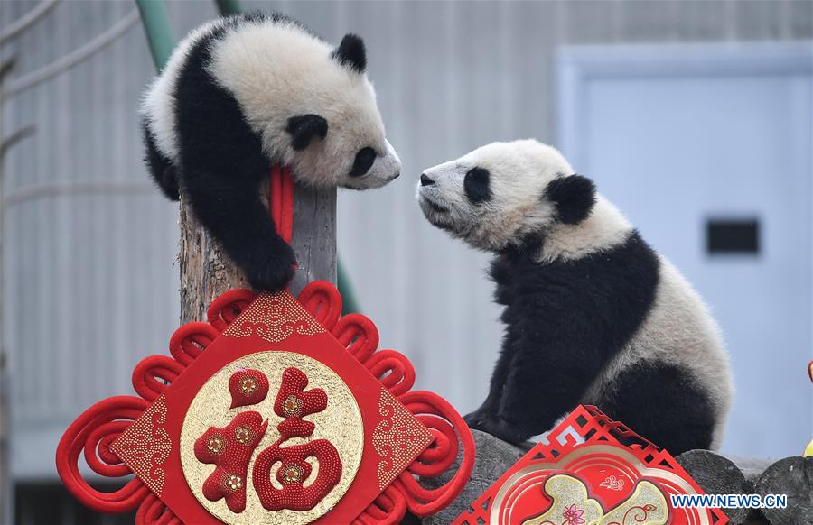 CHINA-SICHUAN-GIANT PANDA-SPRING FESTIVAL (CN)