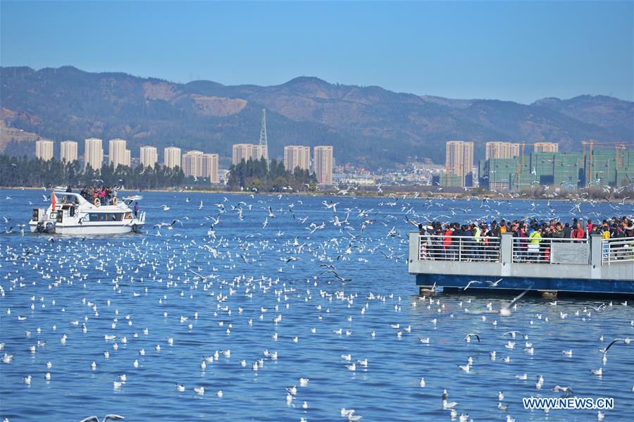 CHINA-KUNMING-SPRING FESTIVAL-BLACK-HEADED GULLS (CN)