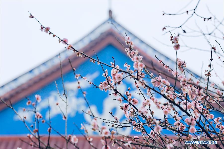 CHINA-FUJIAN-FUZHOU-TEMPLE-PLUM BLOSSOM (CN)