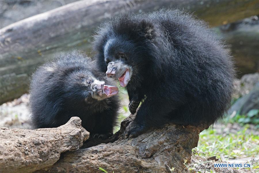 SINGAPORE-WRS-NEWBORN ANIMALS