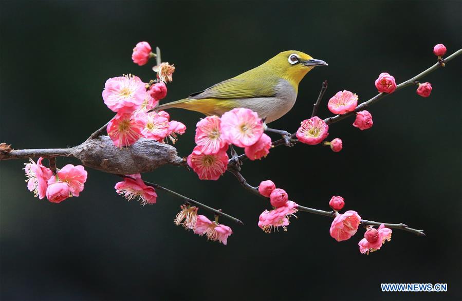 #CHINA-HUNAN-HENGYANG-BIRD-PLUM BLOSSOM (CN)