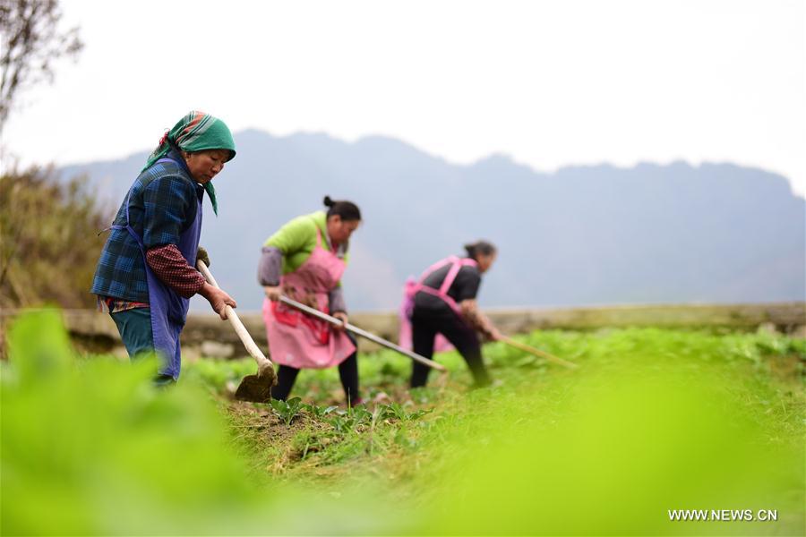 #CHINA-EARLY SPRING-FARM WORK (CN)