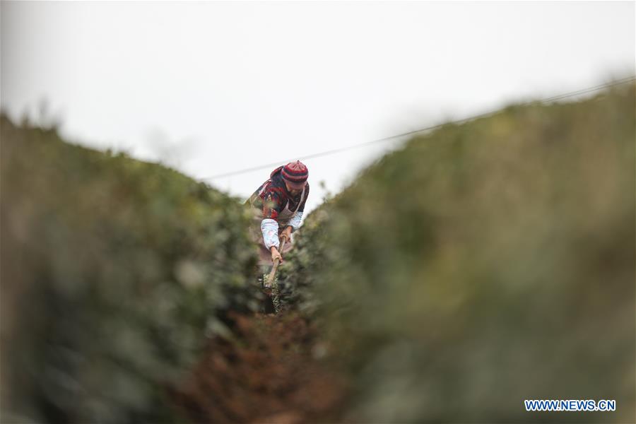 #CHINA-GUIZHOU-SHIQIAN-TEA GARDEN (CN)