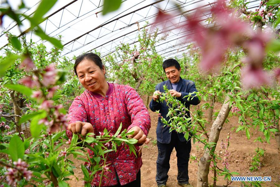 CHINA-SHAANXI-AGRICULTURE-GREENHOUSE (CN)