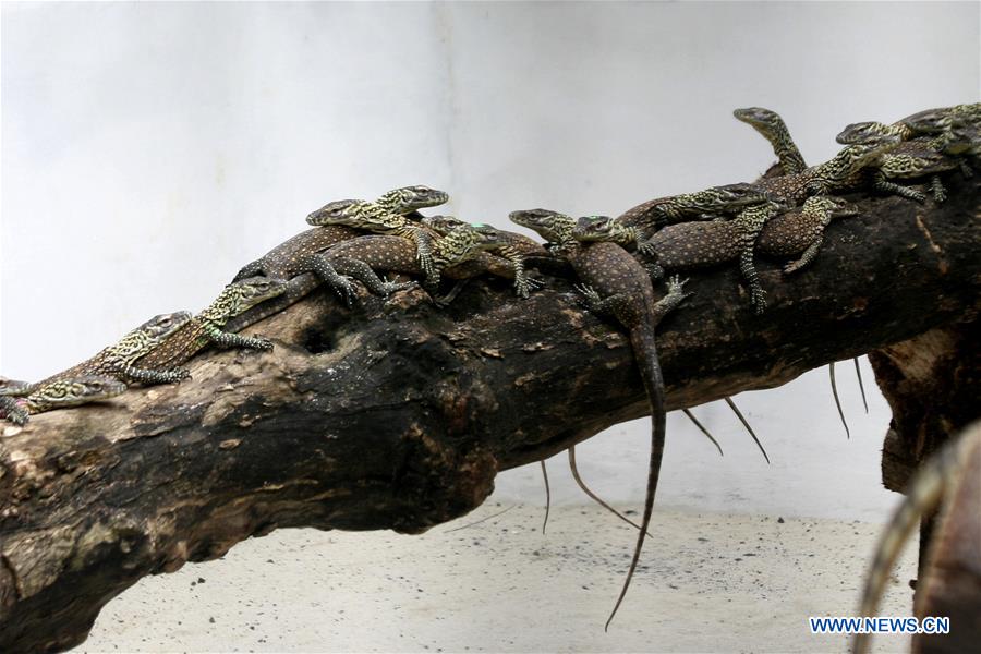 INDONESIA-SURABAYA-BABY KOMODO DRAGON