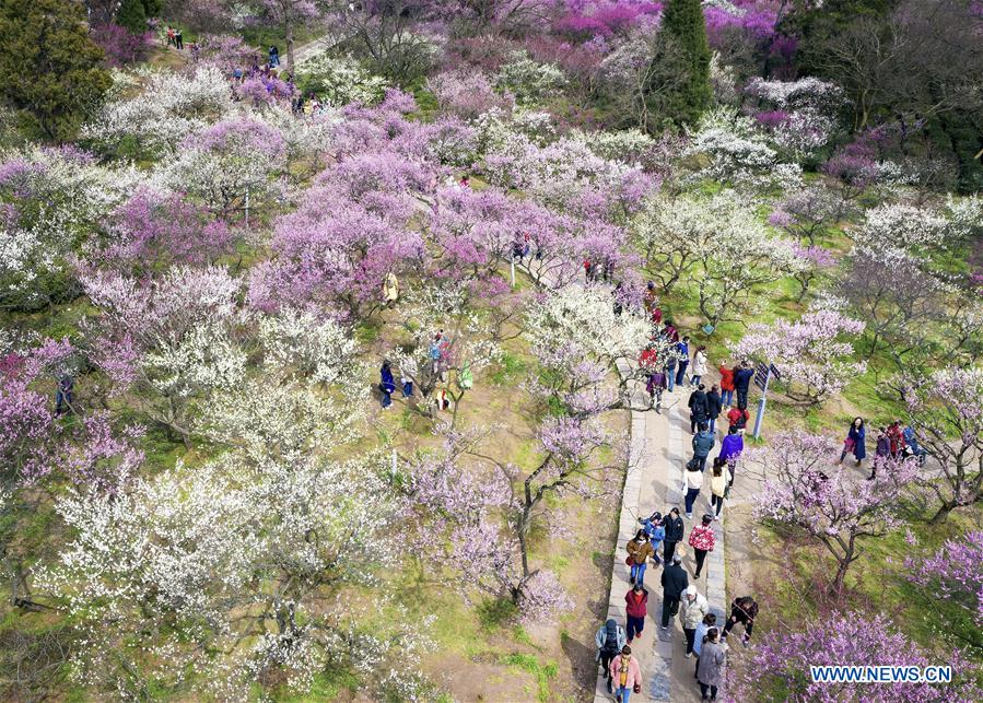 #CHINA-JIANGSU-NANJING-SPRING-FLOWERS (CN)