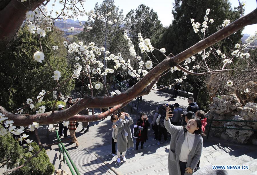 #CHINA-BEIJING-PEACH BLOSSOMS (CN)