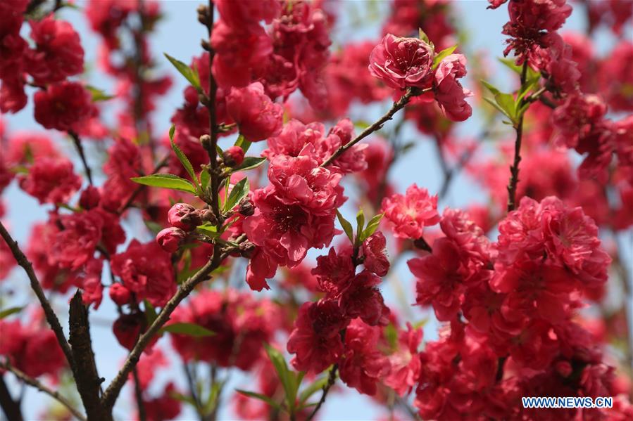 NEPAL-KATHMANDU-SPRING-CHERRY BLOSSOMS