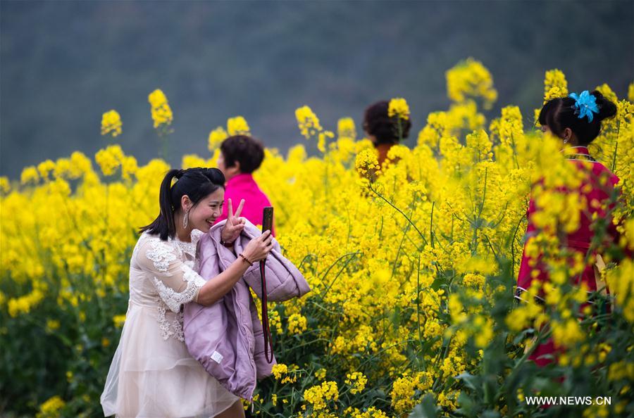 CHINA-GUIZHOU-COLE FLOWER(CN)