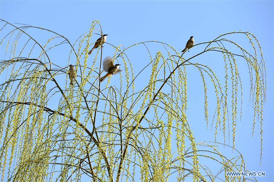 #CHINA-SPRING-WILLOW TREE (CN)