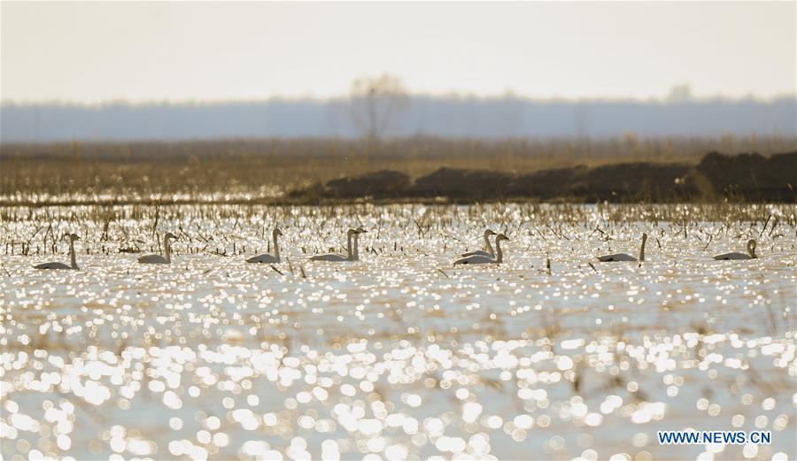 CHINA-INNER MONGOLIA-ORDOS-SWAN (CN)