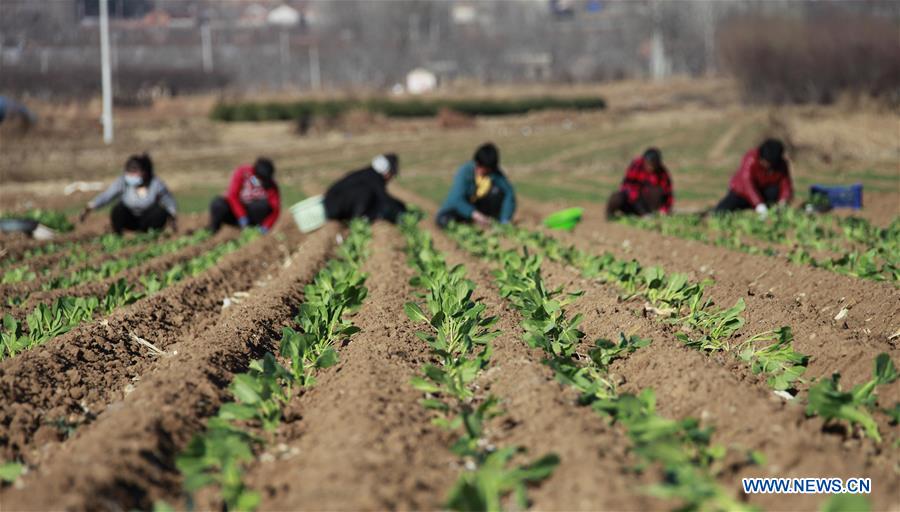 #CHINA-SPRING-FARM WORK (CN)