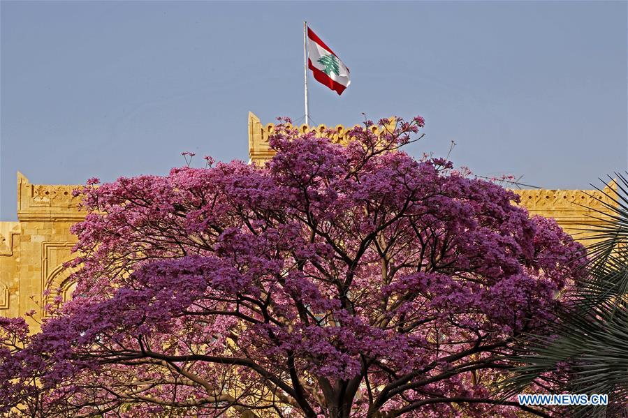 LEBANON-BEIRUT-SPRING-FLOWERS