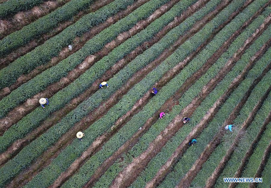 CHINA-GUIZHOU-DANZHAI-TEA-HARVEST (CN)