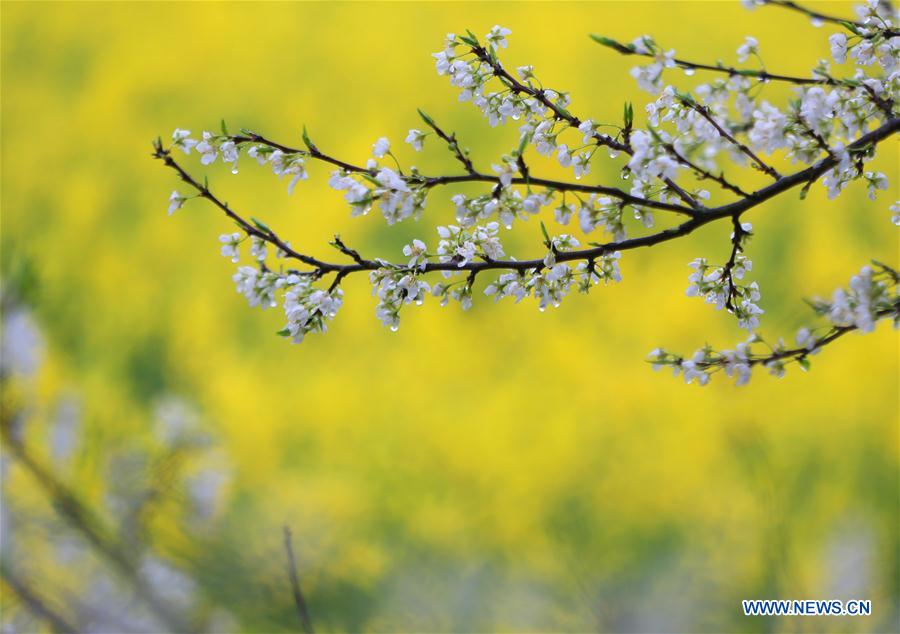 #CHINA-HUNAN-SPRING-FLOWER-RAIN (CN)