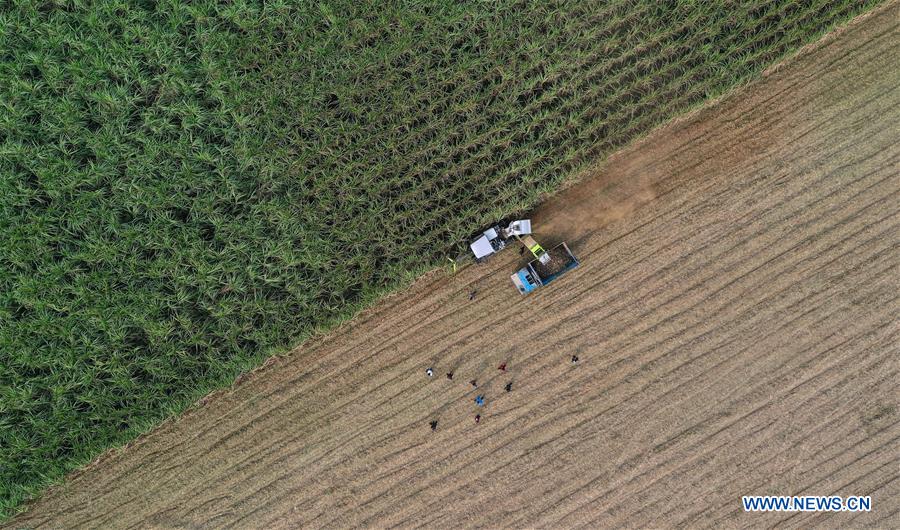 CHINA-GUANGXI-QINZHOU-SUGAR CANE-HARVEST (CN)