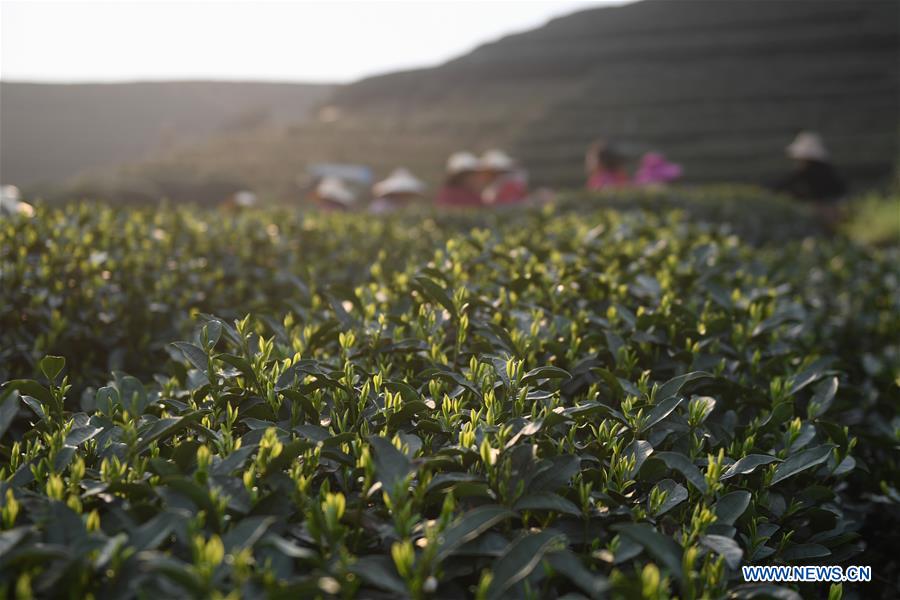 CHINA-HANGZHOU-TEA-PICKING (CN)