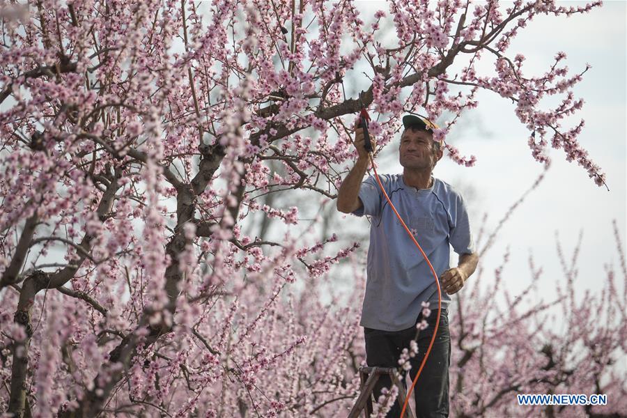 GREECE-VEROIA-PEACH BLOSSOM