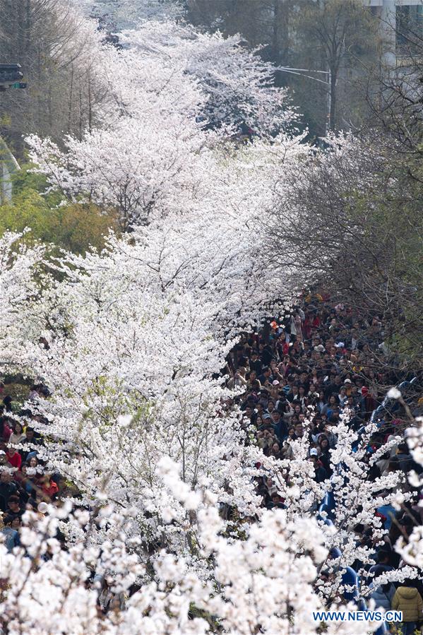 #CHINA-SPRING-CHERRY BLOSSOMS (CN)