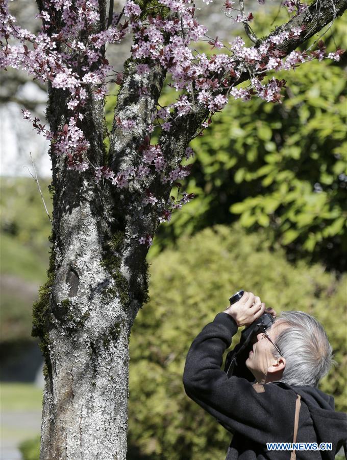 CANADA-VANCOUVER-CHERRY BLOSSOMS