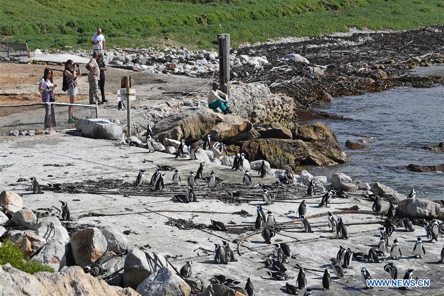 SOUTH AFRICA-CAPE TOWN-BETTY'S BAY-PENGUIN