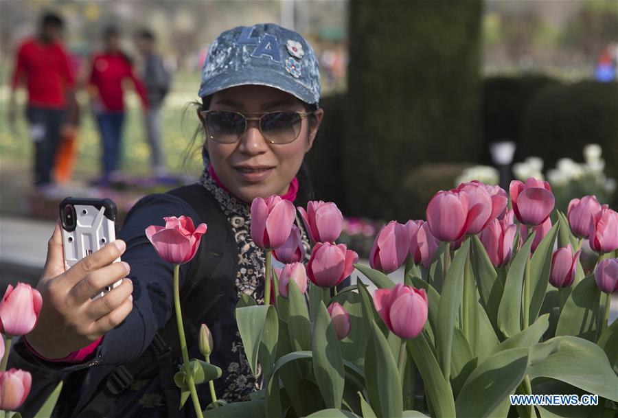 KASHMIR-SRINAGAR-SPRING-TULIPS