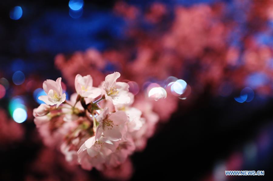 JAPAN-TOKYO-MEGURO RIVER-CHERRY BLOSSOM