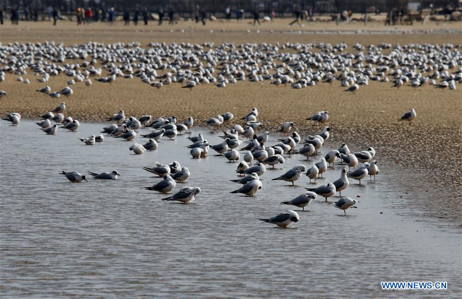 CHINA-QINHUANGDAO-MIGRATORY BIRDS (CN)