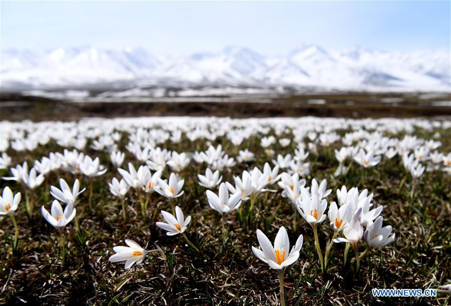 CHINA-XINJIANG-XINYUAN-LILY FLOWERS (CN)