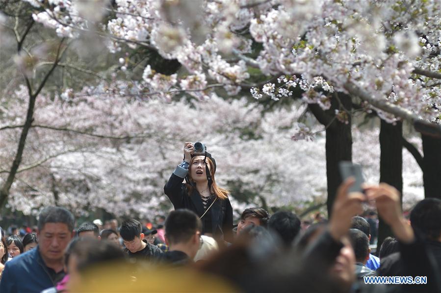 #CHINA-QINGDAO-CHERRY BLOSSOMS (CN)