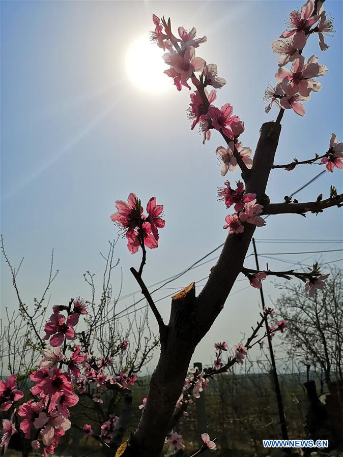 (BeijingCandid) CHINA-BEIJING-SPRING-SCENERY (CN)