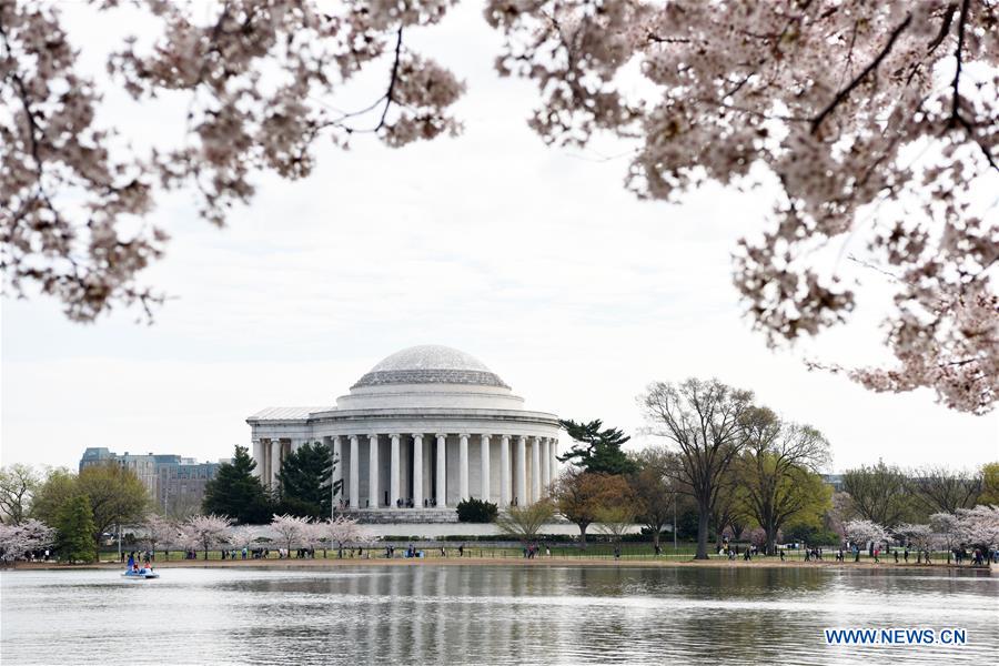 U.S.-WASHINGTON D.C.-CHERRY BLOSSOM