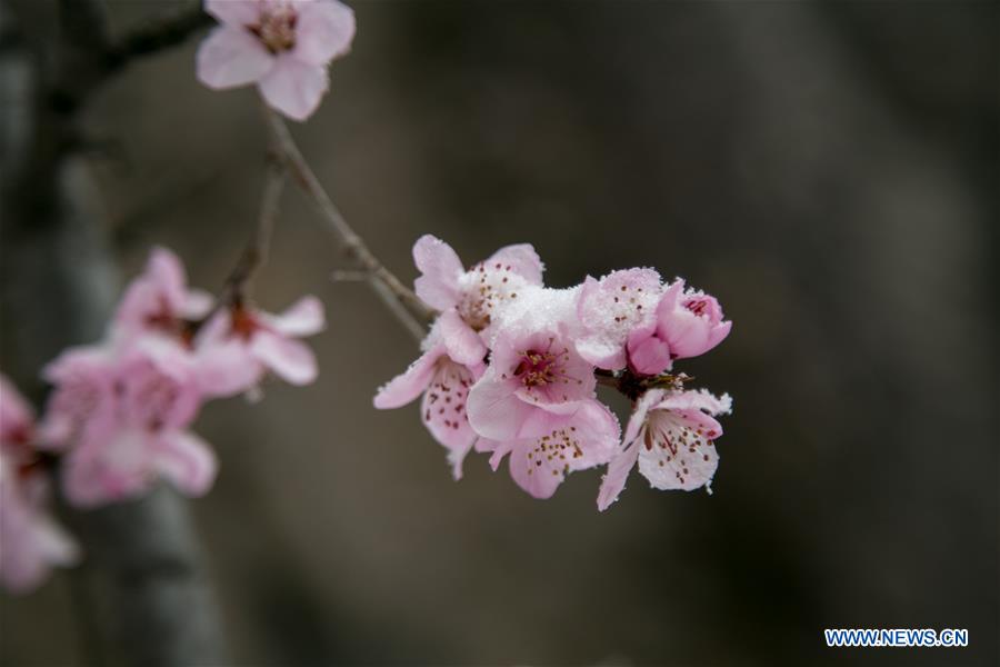 #CHINA-BEIJING-SNOWY SCENERY (CN)