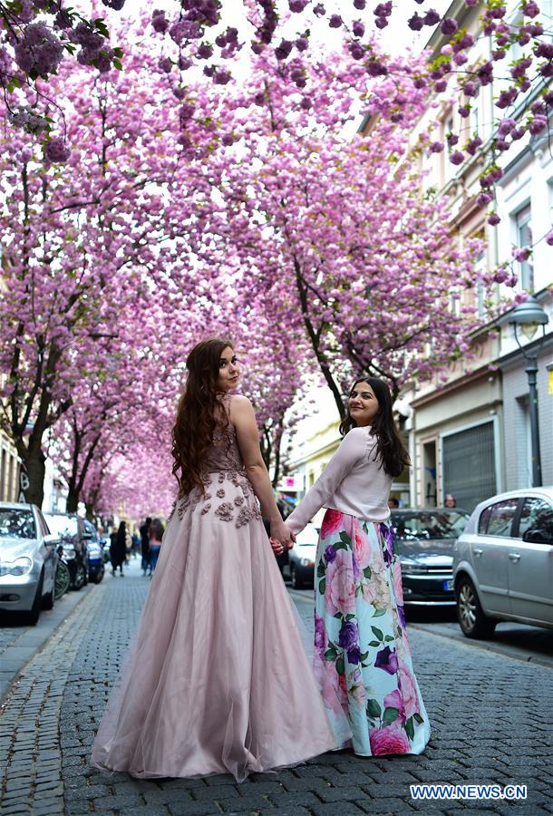 GERMANY-BONN-CHERRY-BLOSSOM