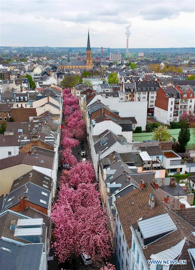 GERMANY-BONN-CHERRY-BLOSSOM